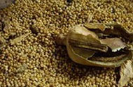 罂粟壳磨成粉混入火锅调味品 暂未发现公开卖